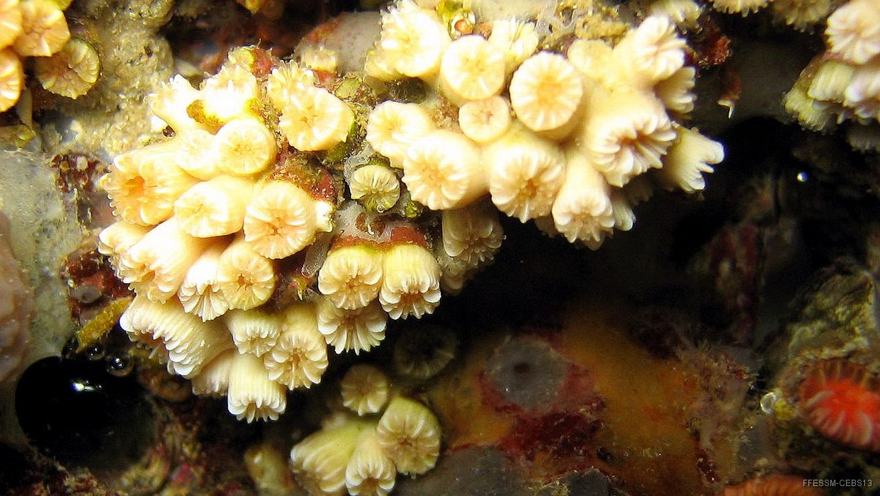 145 Corail nain (Hoplangia durotrix).jpg - Corail nain (Hoplangia durotrix)
